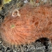 frogfish_hairy_ta_hsb_r_h_0033_kom3077.jpg